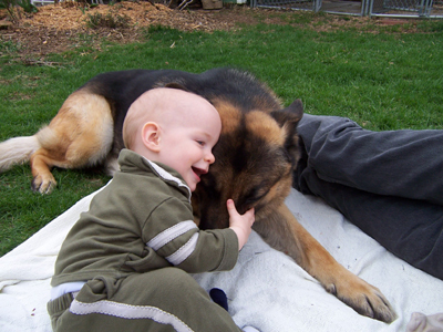 2014-02-04-GSD_and_a_baby.jpg