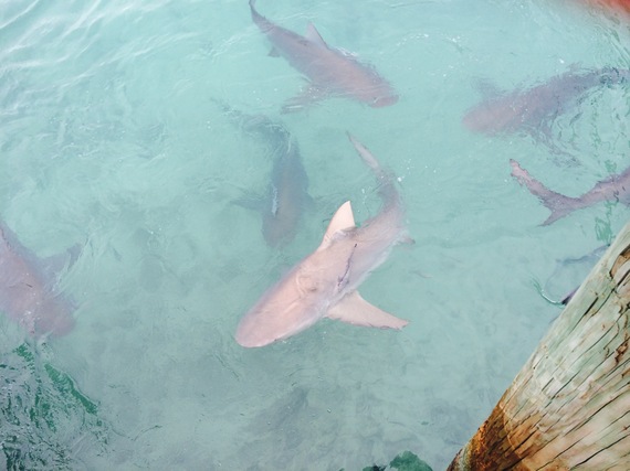 Bull Sharks in the Marina, Part I