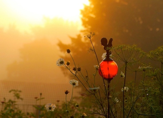 2014-02-06-gardensunrise.jpg