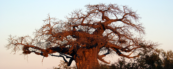 2014-02-16-baobabhuff.jpg