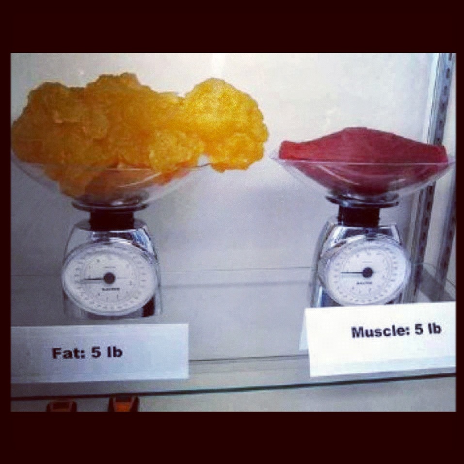 fat muscle vs weight 1kg lb calories loss scale kg 1200 than weighs pounds lbs muscles debate same human fitness