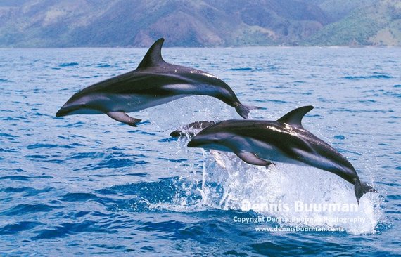 2014-03-05-DuskyDolphinsEarthDrReeseHalter