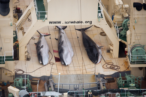 2014-03-05-SeaShepherdMinkeWhalesEarthDrReeseHalter