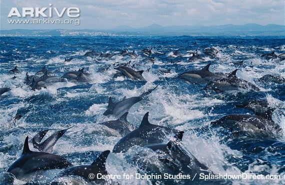 2014-03-05-SuperpodDolphinsPacificEarthDrReeseHalter