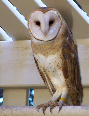 Barn Owl. WildCare photo by Alex Godbe