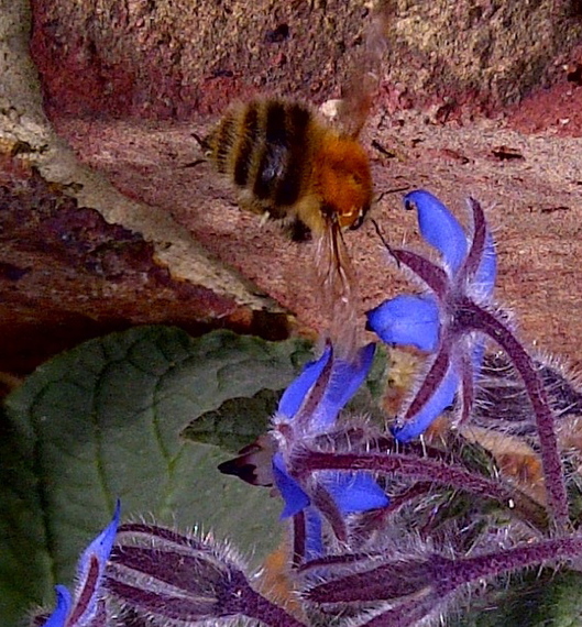 2014-03-06-Bee1.jpg