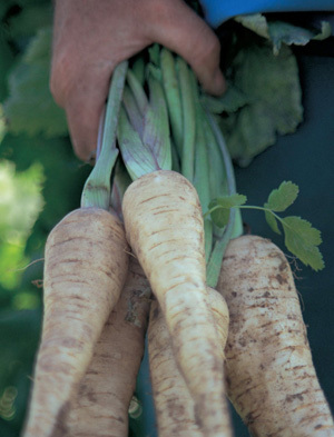 2014-03-06-FarmersMarket_Parsnips_small.jpg