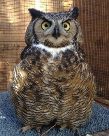 Great Horned Owl patient. WildCare photo by Melanie Piazza