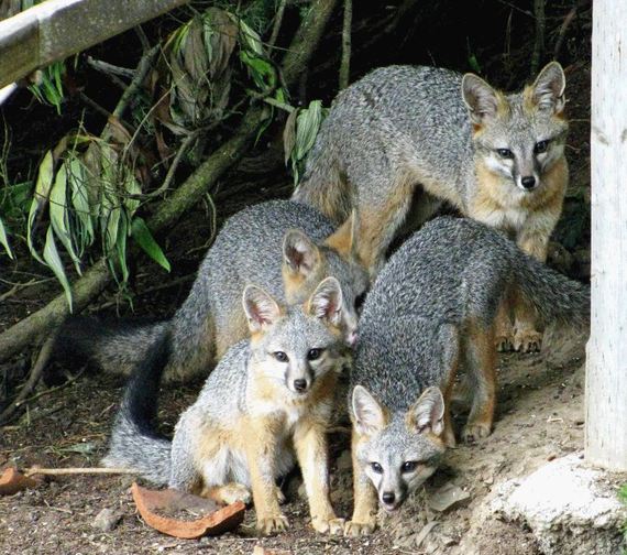 Four Gray Foxes. WildCare photo by Linda Campbell