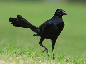 2014-03-12-great_tailed_grackle_3.jpg