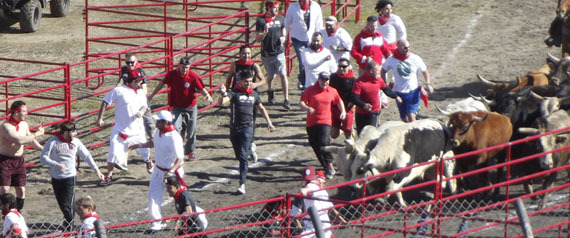 Great Bull Run