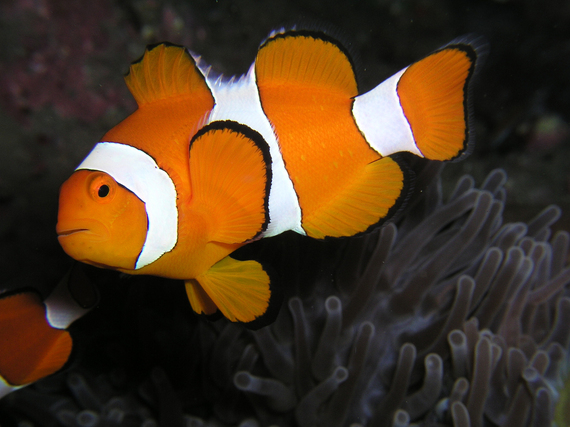 2014-03-15-Amphiprion_ocellaris_Clown_anemonefish_Nemo.jpg