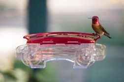 2014-03-20-5WindowHummingbirdsmall.jpg