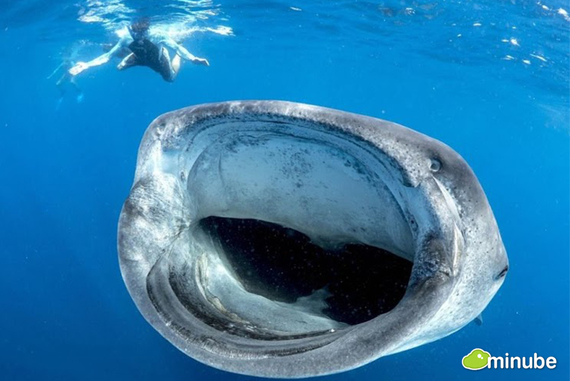 2014-03-20-WhaleSharksinMexicoJoelIragorri.jpg