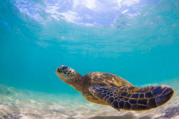 2014-03-20-hawaiianhonu.jpg