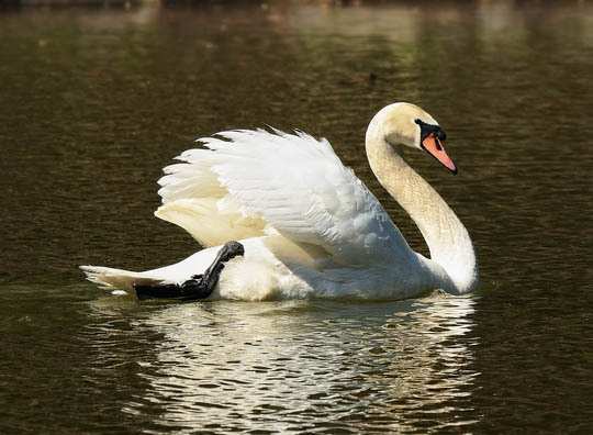 2014-03-21-muteswan.jpg