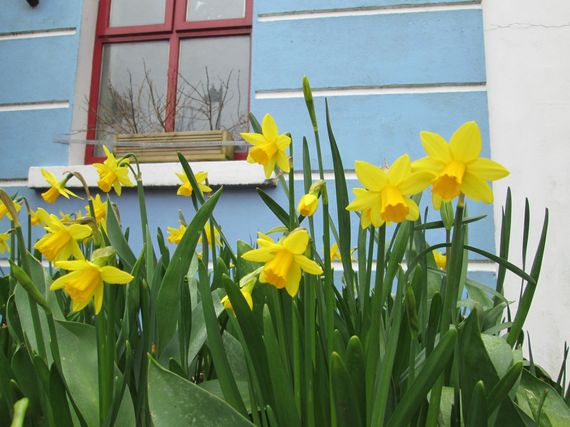 2014-03-22-daffodils.jpg