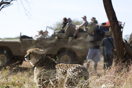 2014-03-31-AfricatCheetahRelease.jpg