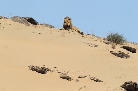 2014-03-31-FlipStanderHaonibSkeletonCoastDesertAdaptedLion.JPG