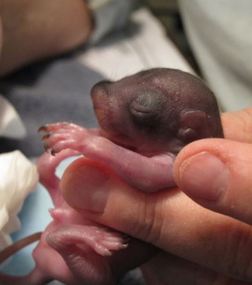 An orphaned baby squirrel at WildCare is stimulated to urinate. Photo by Alison Hermance