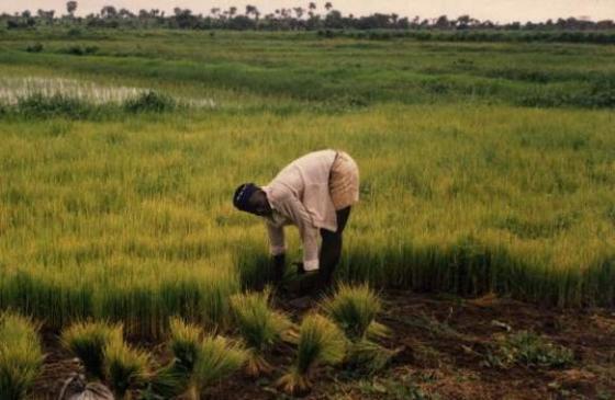 2014-04-07-farming.jpg