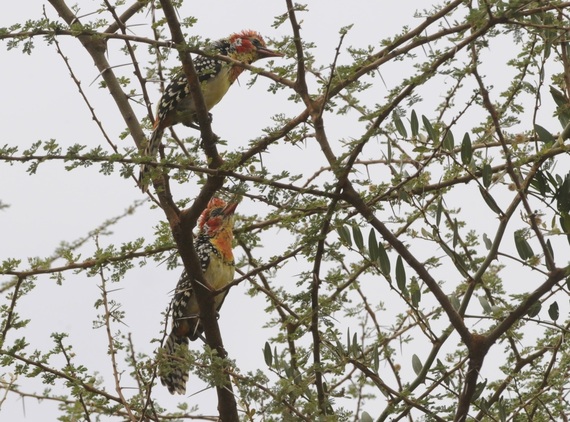 2014-04-08-RedandYellowbarbets.jpg