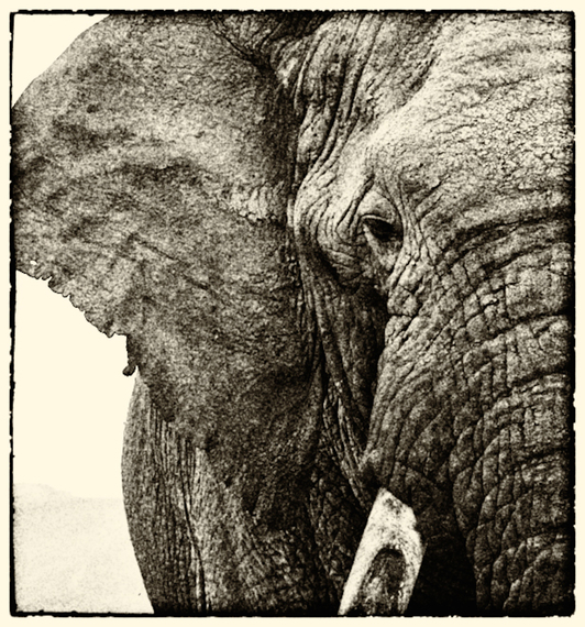 2014-04-09-Kelting_Emily_03_OldElephant.jpg