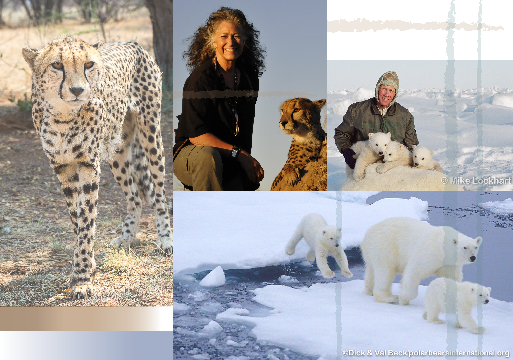 2014-04-10-PolarCheetahs.fw.png