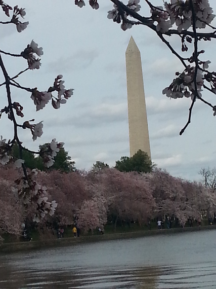 2014-04-10-dccherryblossoms.jpg