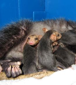 The nine babies climb in and out of their mother's pouch. Photo by Alison Hermance