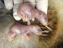 tiny baby opossums still attached to their mother's nipples. WildCare photo by Melanie Piazza 