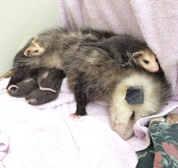 Mother opossum and her nine babies in WildCare's Wildlife Hospital. Photo by Kate Lynch