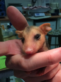 Baby opossum being weighed at WildCare. Photo by Alison Hermance