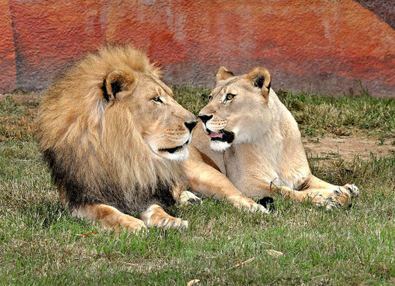 2014-04-18-lions.jpg