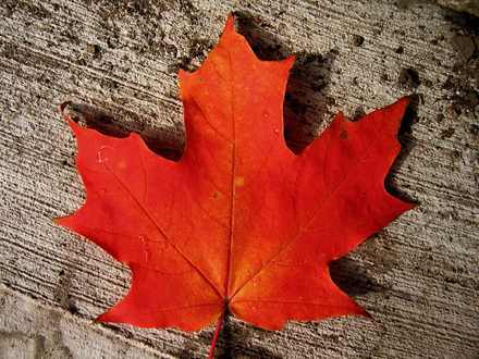 2014-04-19-MapleLeaf.jpg