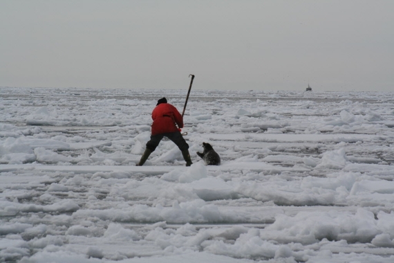 2014-04-21-KillingofBabySeal.JPG