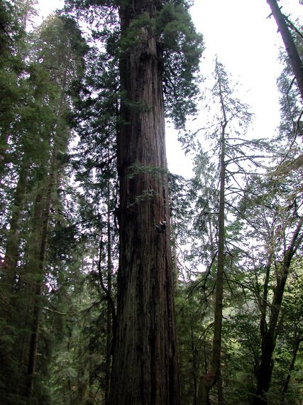 2014-04-21-RedwoodsEarthDrReeseHalter.JPG