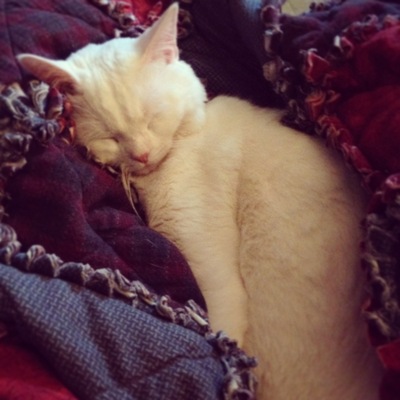 2014-04-21-catsinquilts.jpg