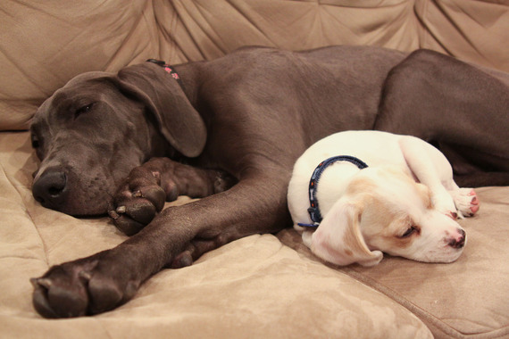2014-04-23-dogs_napping.jpg
