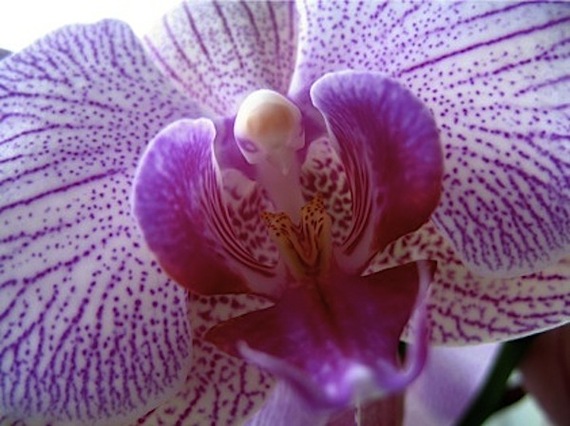 2014-04-23-orchid_labia.jpg