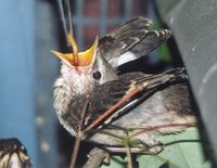 Fledgling Mockingbird being fed. Photo by Veronica Bowers