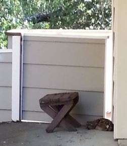 A fawn staying still and quiet where his mother put him. Photo by Sherry Antonoff