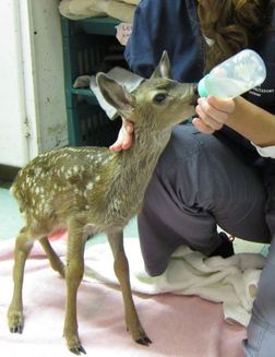 fawn patient at WildCare. Photo by Alison Hermance
