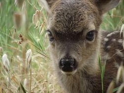 Newborn fawn. WildCare photo by Josie Shaw