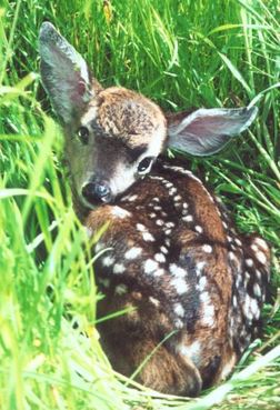 A healthy fawn stays still and quiet in the grass.