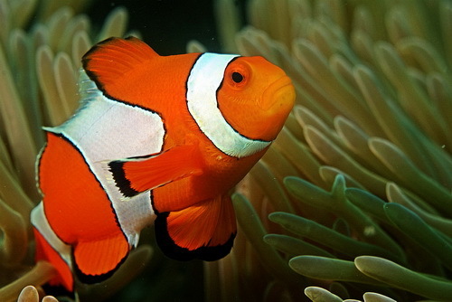 2014-04-25-ClownfishAndamanCoralReefcreditRitiksviaWikimediaCommonsccr222.jpg