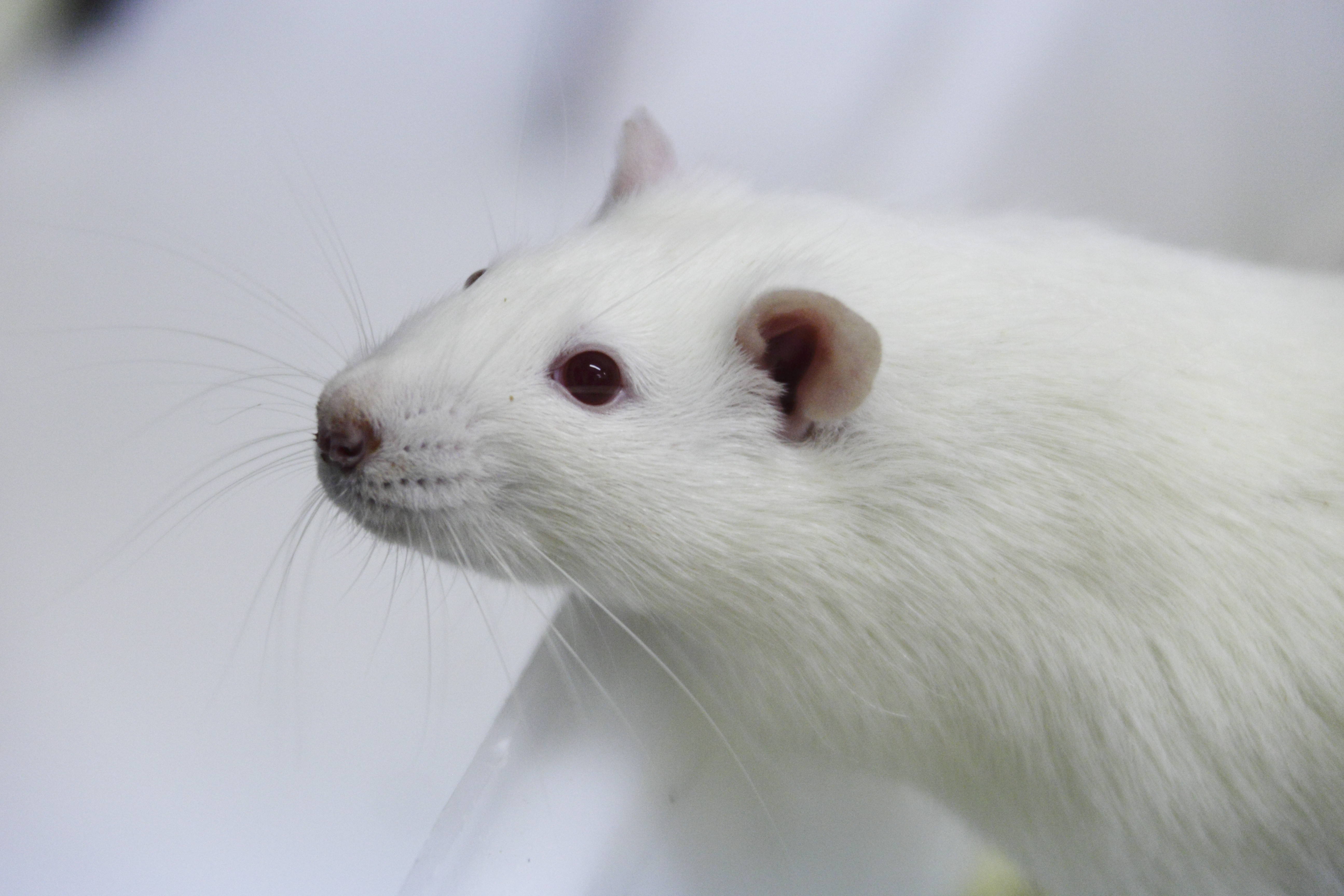 Animal Research: A New Era and a New Debate? | HuffPost UK News