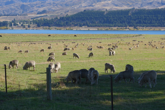 2014-04-25-SheepGrazing.jpg