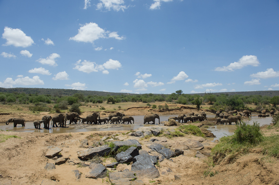 2014-04-25-_JulieLarsenMaher5951AfricanElephants0308141.jpg