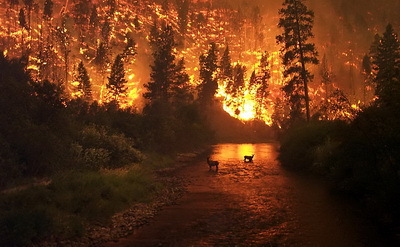2014-04-25-wildfireDeerfire_BitterrootNatlForestMontanaAug2000CreditJohnMcColganviawikimedia_resize.jpg